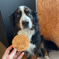 pot voor koekjes hond