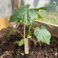 planten labels