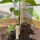 planten labels